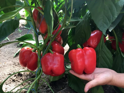 Аристотель ЭКС 3 Р F1 семена сладкого перца 500 штук