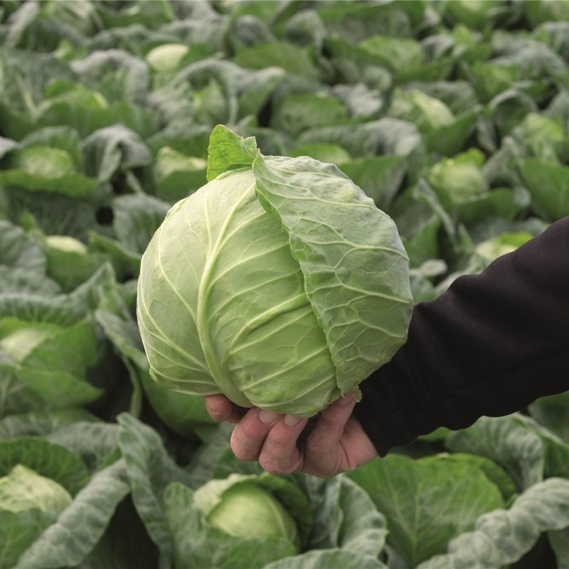 Ранини F1 семена капусты белокочанной 2500 штук