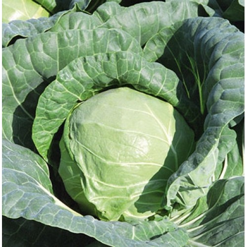Тиара F1 семена белокочанной капусты 2500 штук
