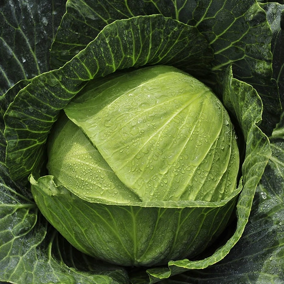Конкэрор F1 семена белокочанной капусты 2500 штук