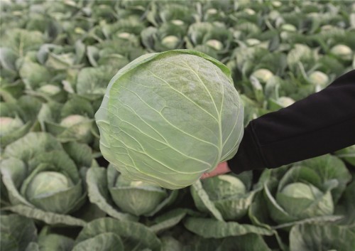 Конкэрор F1 семена белокочанной капусты 2500 штук