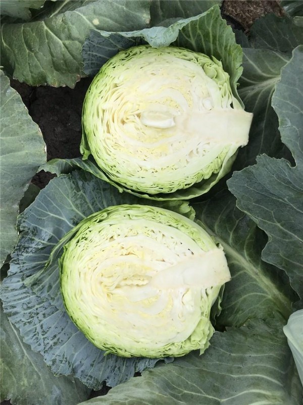 Ботран F1 семена белокочанной капусты 2500 штук