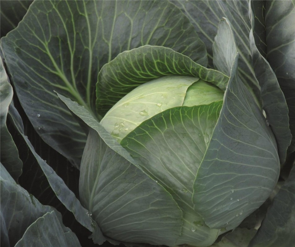 Бруно F1 семена белокочанной капусты 2500 штук