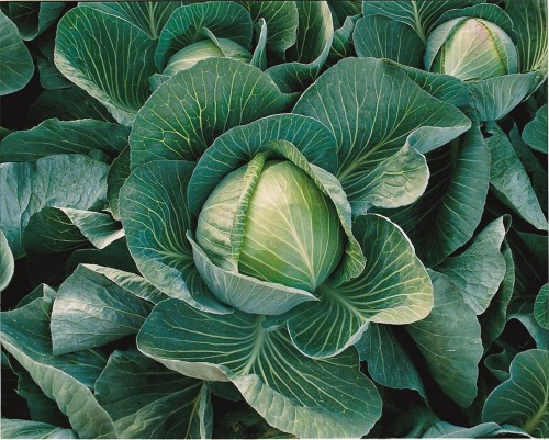 Харрикейн F1 семена белокочанной капусты 2500 штук