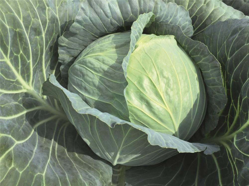 Репорт F1 семена белокочанной капусты 2500 штук