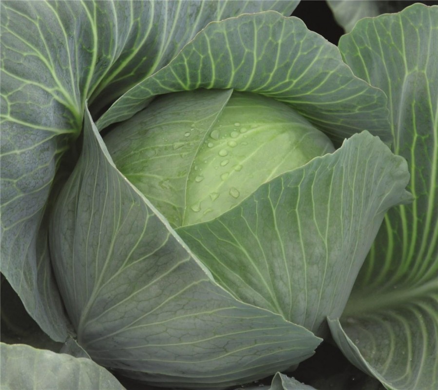 Амтрак F1 семена белокочанной капусты 2500 штук