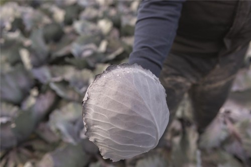 Климаро F1 семена краснокочанной капусты 2500 штук