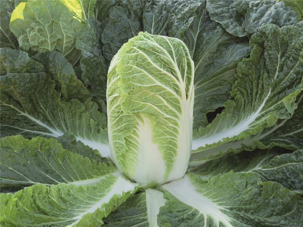 Базуко F1 семена пекинской капусты 2500 штук