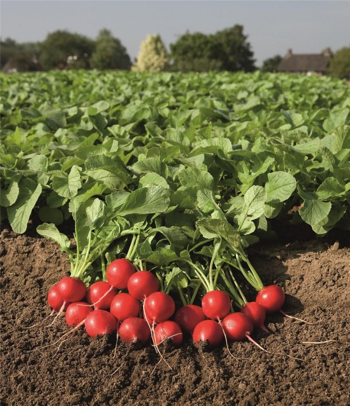 Рудольф F1 семена редиса 500 грамм