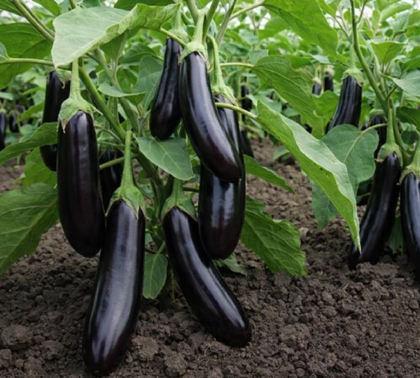 Бинал F1 семена баклажана 1000 штук