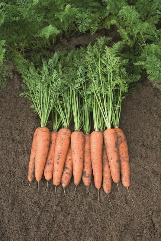 Белградо F1 семена моркови