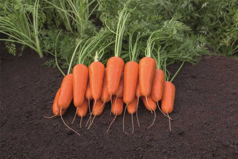 Каспий F1 семена моркови