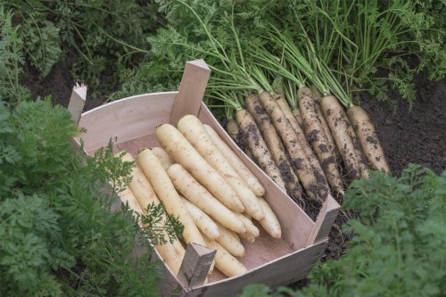 Вайт сатин F1 семена моркови