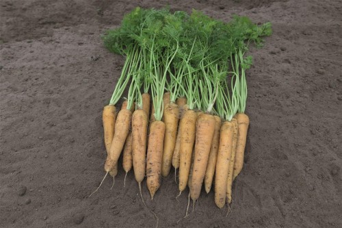 Еллоустоун F1 семена моркови 100 000 штук