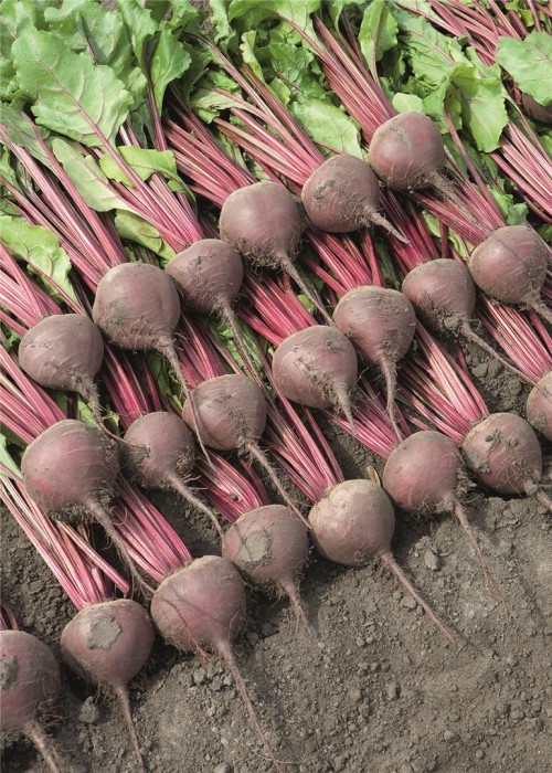 Беттолло F1 семена свеклы 50 000 штук