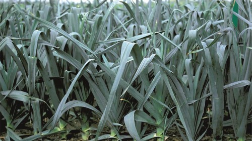 Коламбус семена лука-порея 10 000 штук