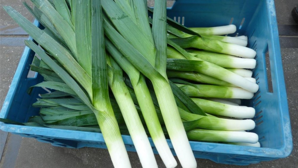 Ралли F1 семена лука-порея 10 000 штук