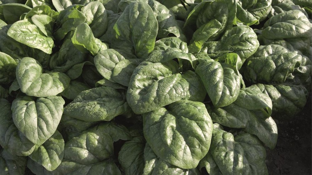 Спейс F1 семена шпината 50 000 штук