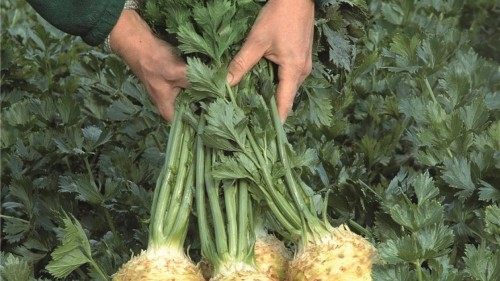 Балена F1 сельдерей корневой 10 000 семян