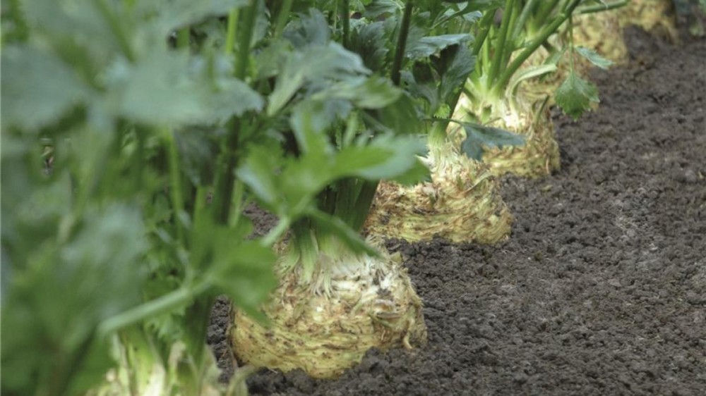 Диамант F1 сельдерей корневой 10 000 семян