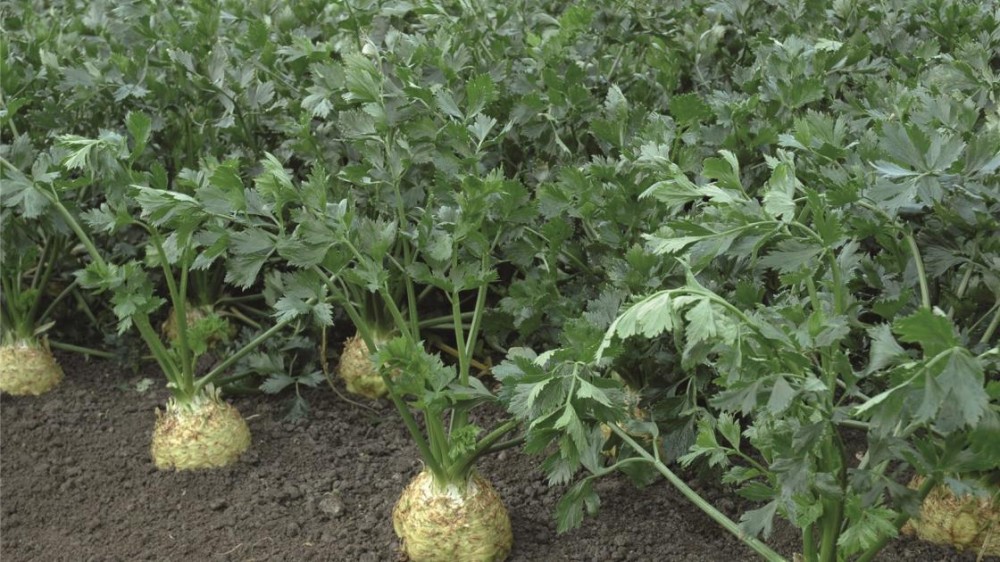 Диамант F1 сельдерей корневой 10 000 семян