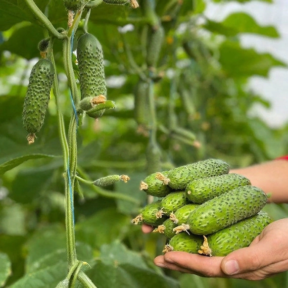 Ронелл F1 огурец 500 семян