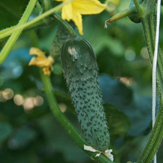 Ронелл F1 огурец 500 семян