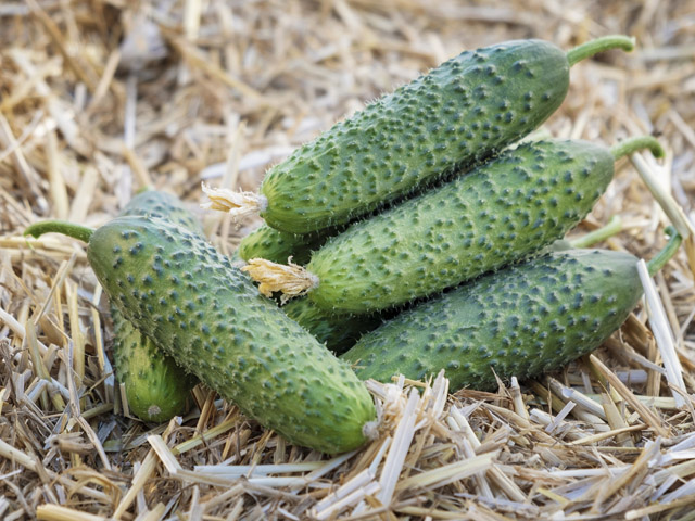 Ансгар F1 огурец 500 семян