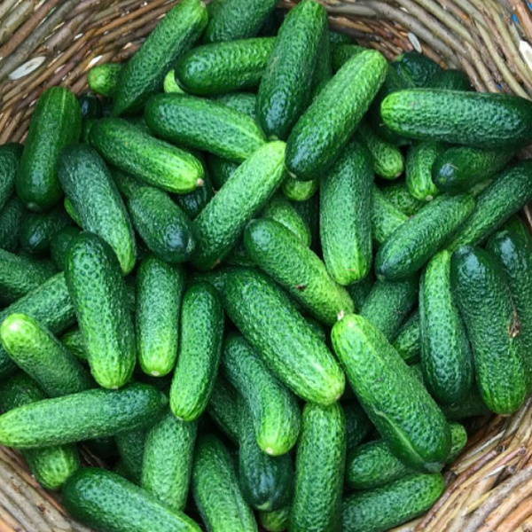 Посадский F1 огурец 500 семян