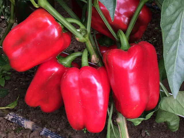 Клэр F1 перец сладкий 500 семян