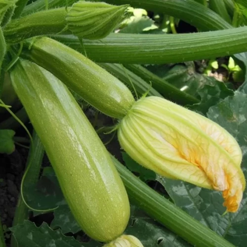 Ардендо 174 F1 кабачок