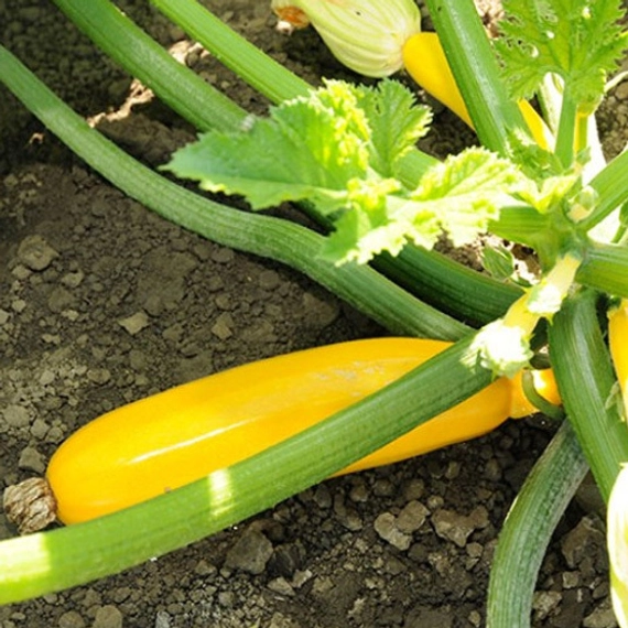 Йеллоуфин F1 кабачок 500 семян