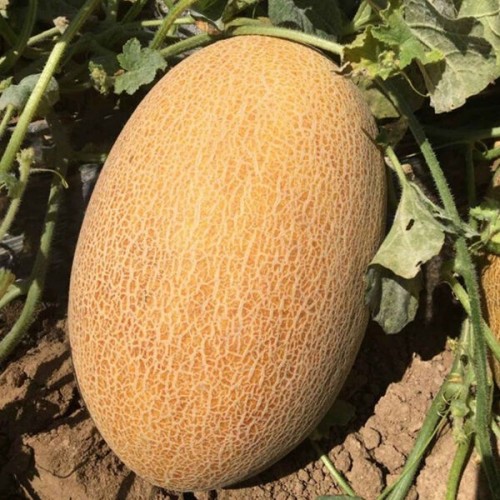 Дейра F1 дыня 500 семян