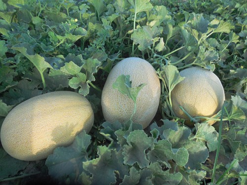 Лукстар F1 дыня 500 семян