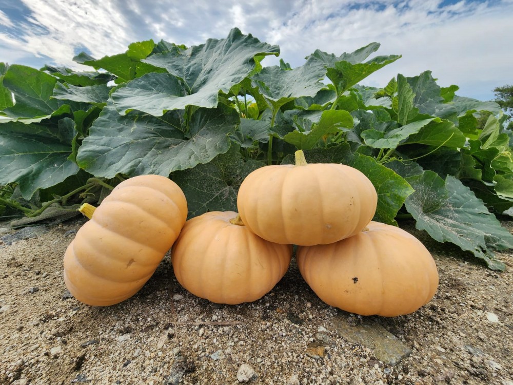 Спеллкаcт F1 тыква 500 семян