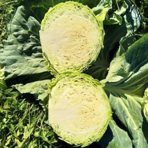 Чита F1 капуста белокочанная 2500 семян