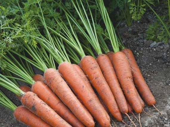 Аурантина F1 морковь 100 000 семян