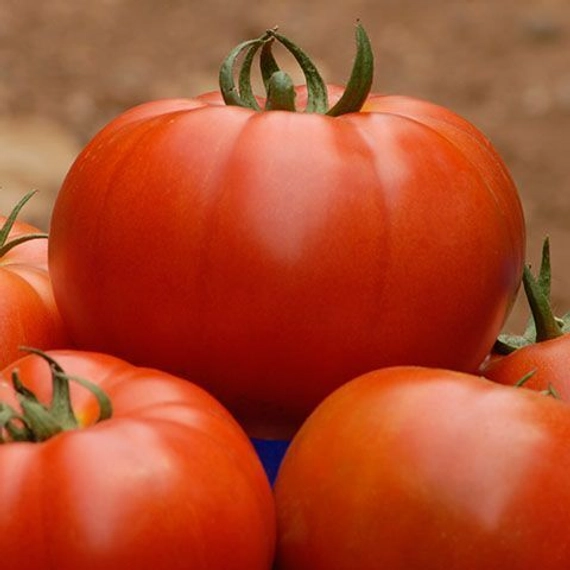 Белле F1 томат 500 семян