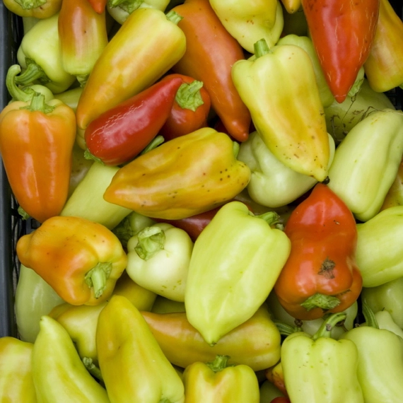 Анетта F1 перец сладкий 500 семян