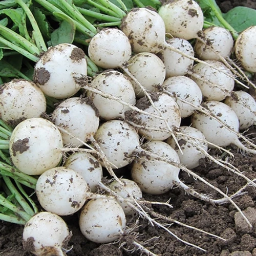 Пёрл F1 редис 250 грамм