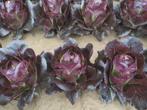 Батлстар салат 5000 семян