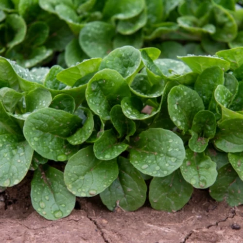 Бонвита корн-салат 250 000 семян