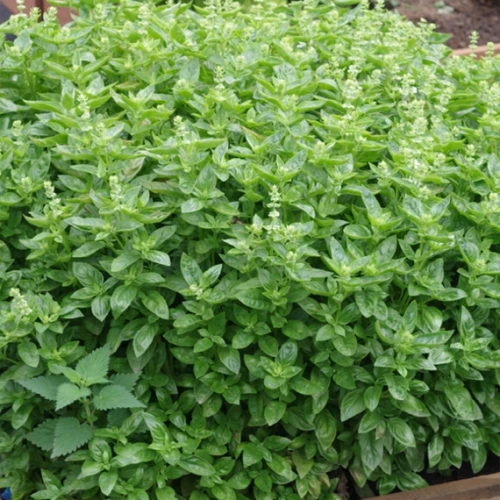 Мариан базилик 250 000 семян