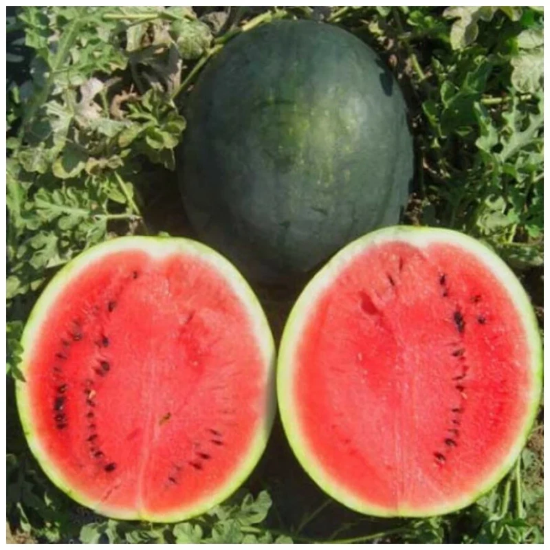 Шуга Деликата F1 арбуз 1000 семян