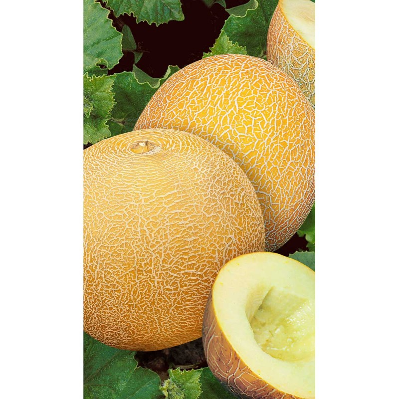 Айкидо F1 дыня 1000 семян