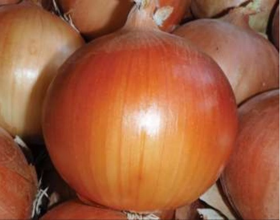 Баярд F1 лук 250 000 семян