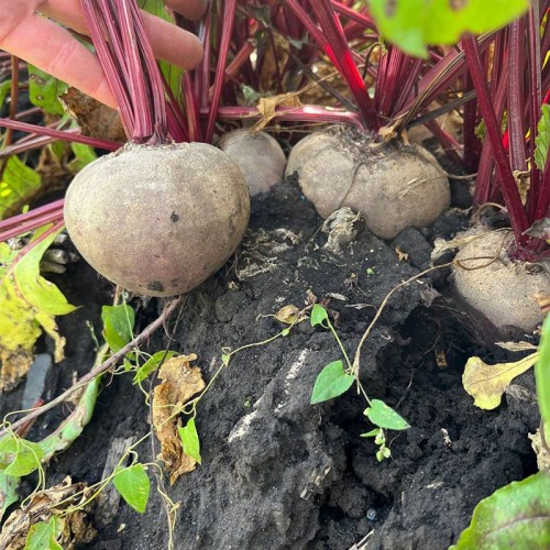 Азума F1 свекла 50 000 семян