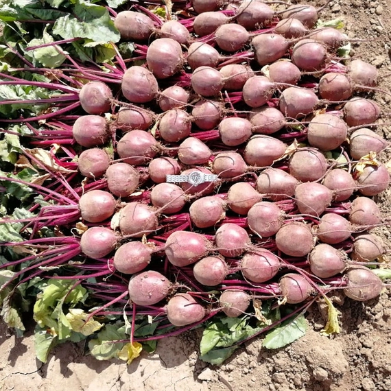 Детройт свекла 50 000 семян