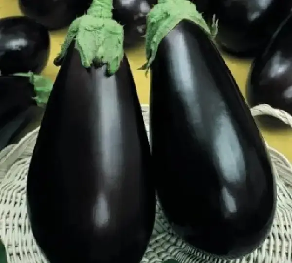 Вернал F1 баклажан 1000 семян