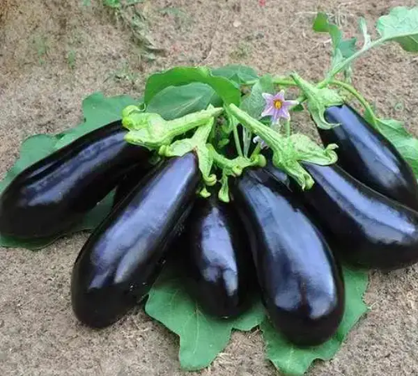 Вернал F1 баклажан 1000 семян